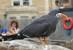 Inca Tern